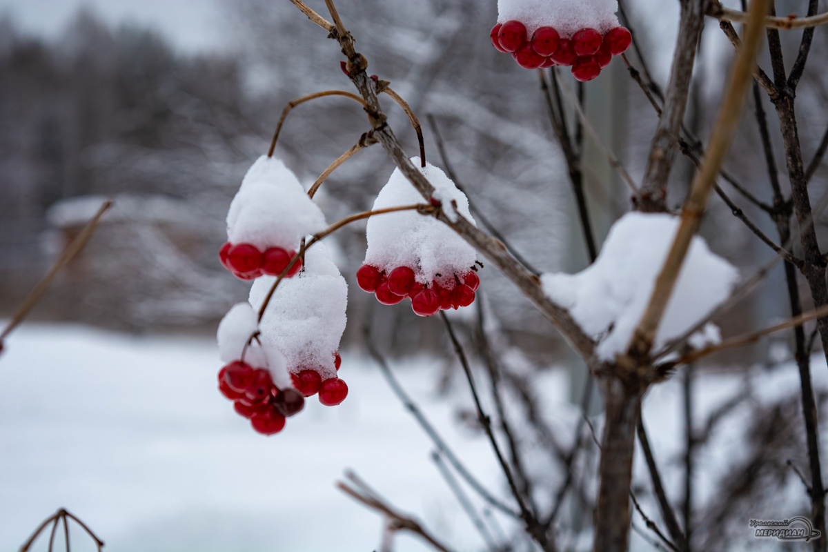    Фото: Галина Ниценкова © ИА «Уральский меридиан»