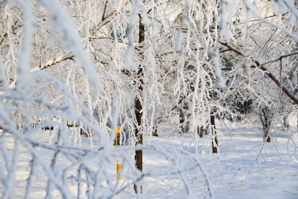    Зима в Барнауле, изморозь на деревьях. Источник: Виталий Барабаш