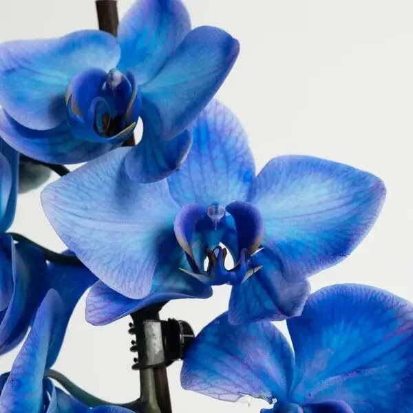   Орхидея голубая от AzaliaNow Мария Казённова