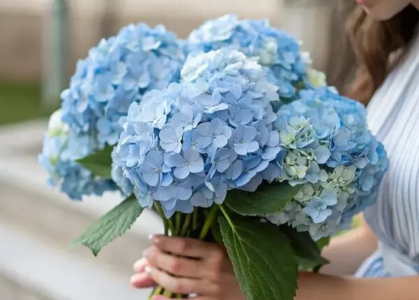   Голубая гортензия от AzaliaNow Мария Казённова