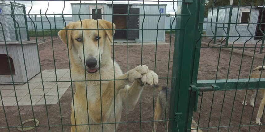    телеканал Санкт-Петербург