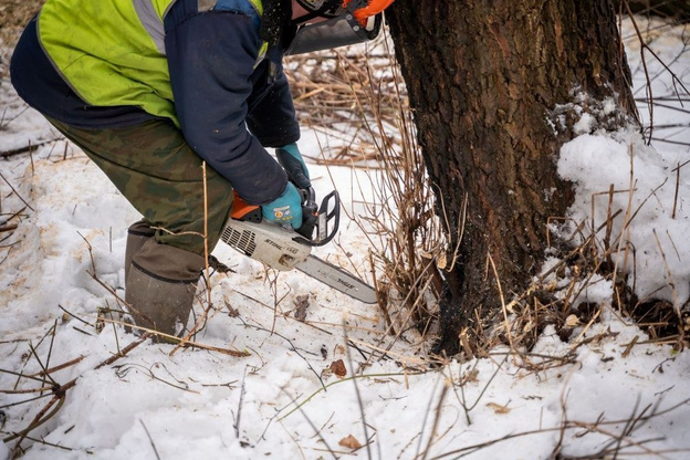    В парке Победы вырубят 30 деревьев