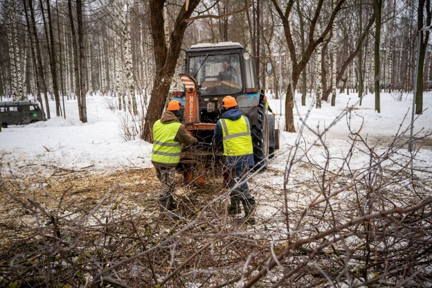    В парке Победы вырубят 30 деревьев