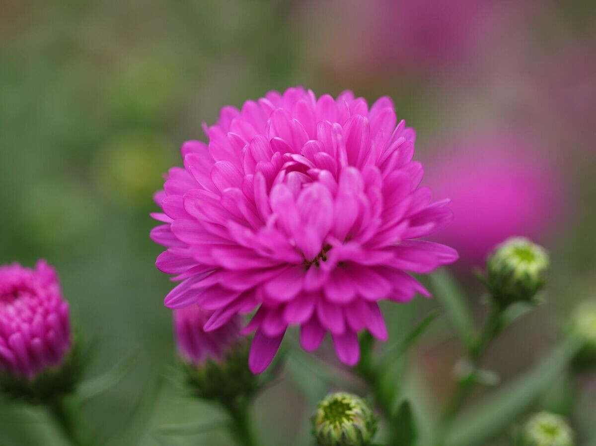    Когда сажать астры© Pixabay / Marjonhorn