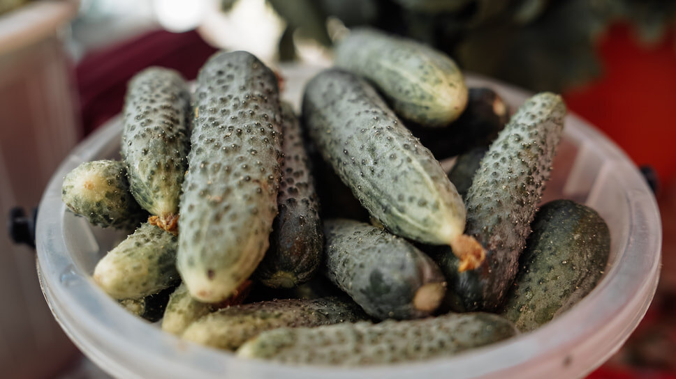 Фото: Мария Бакланова / Коммерсантъ