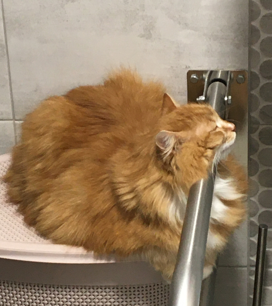 Беша спит в ванной. Фото автора