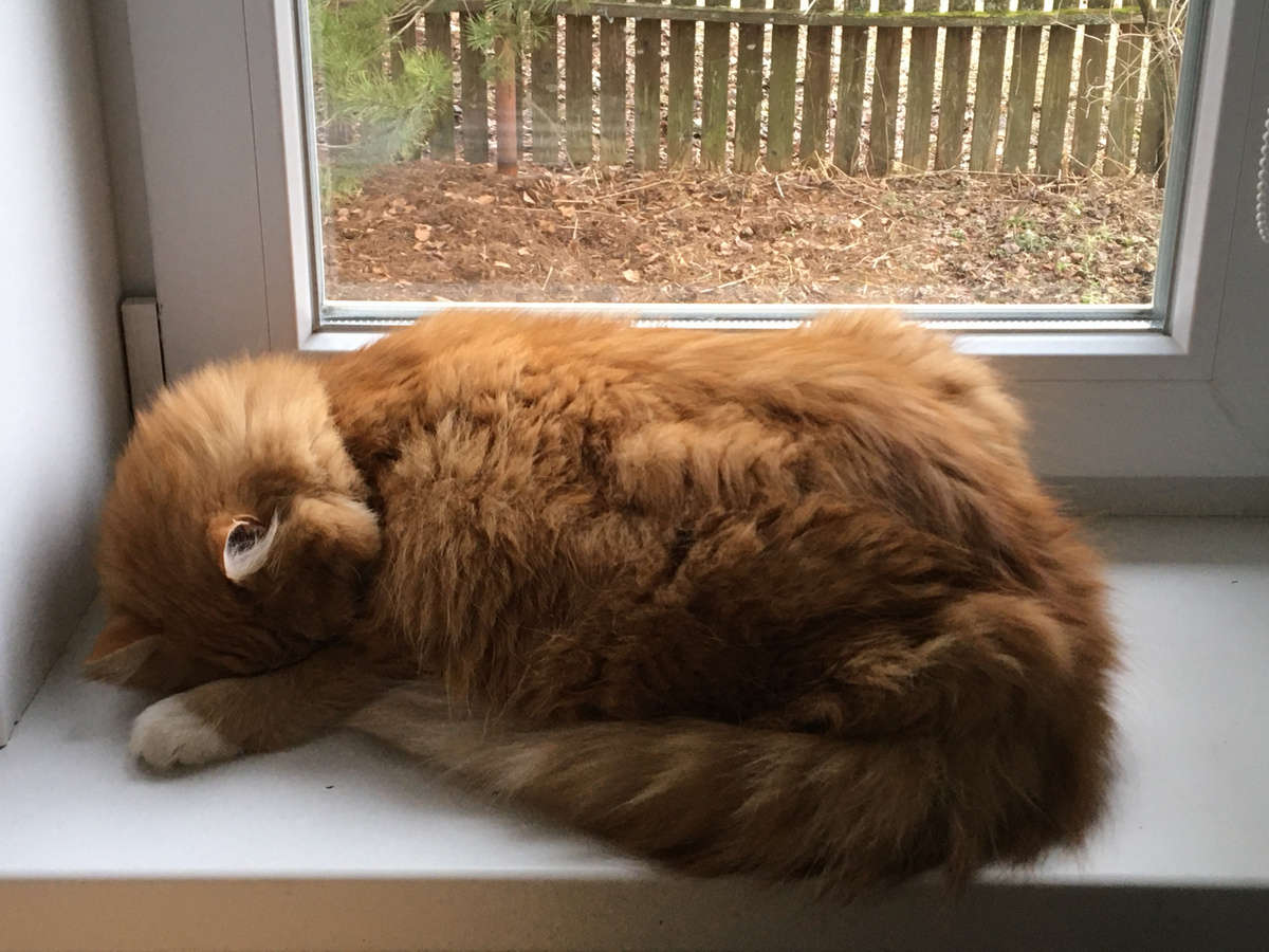 Теперь в ванную спать не ходит. Фото автора