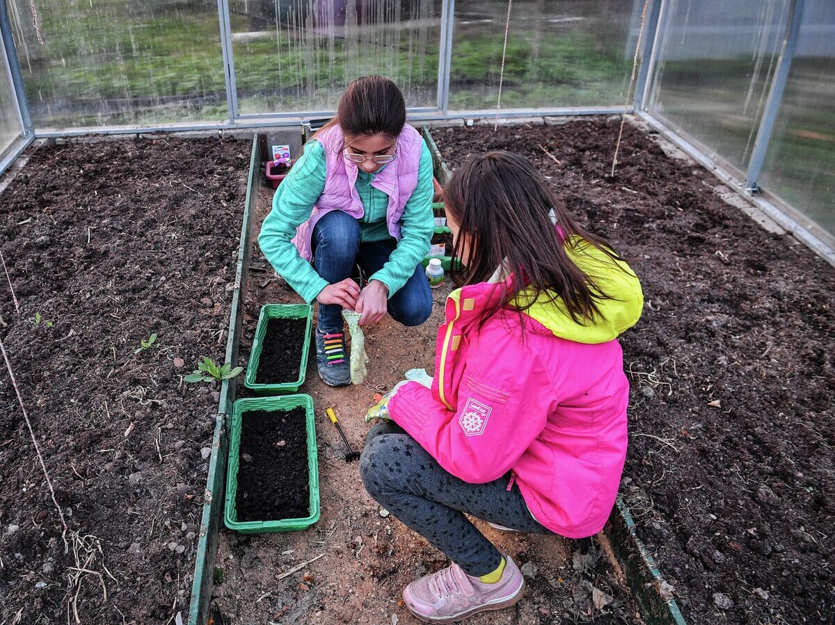    Девочки высаживают рассаду в теплице© РИА Новости / Владимир Песня