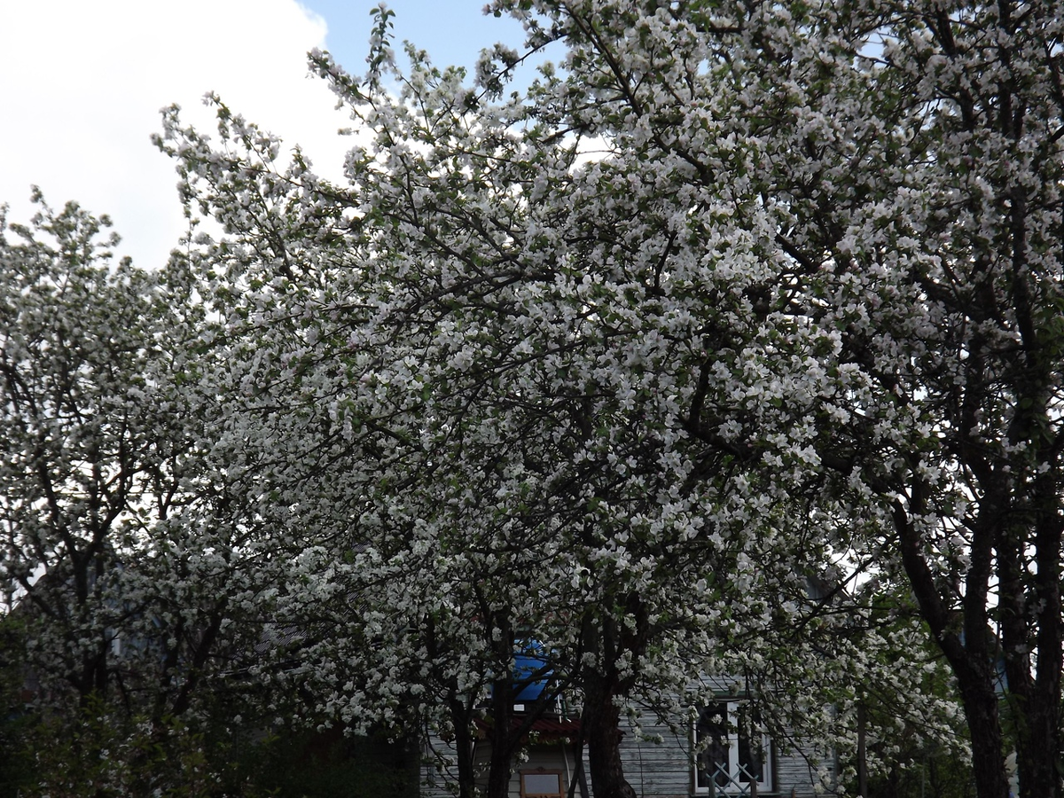 Яблони в цвету.