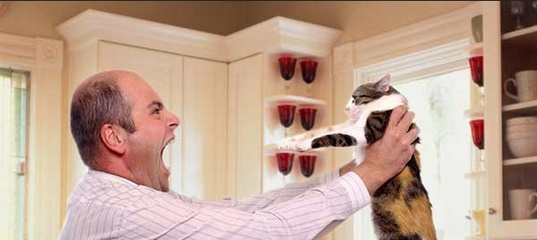 Ругает кошку