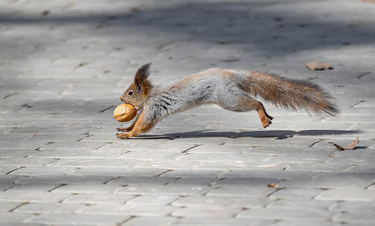 Автор: Первый Тульский