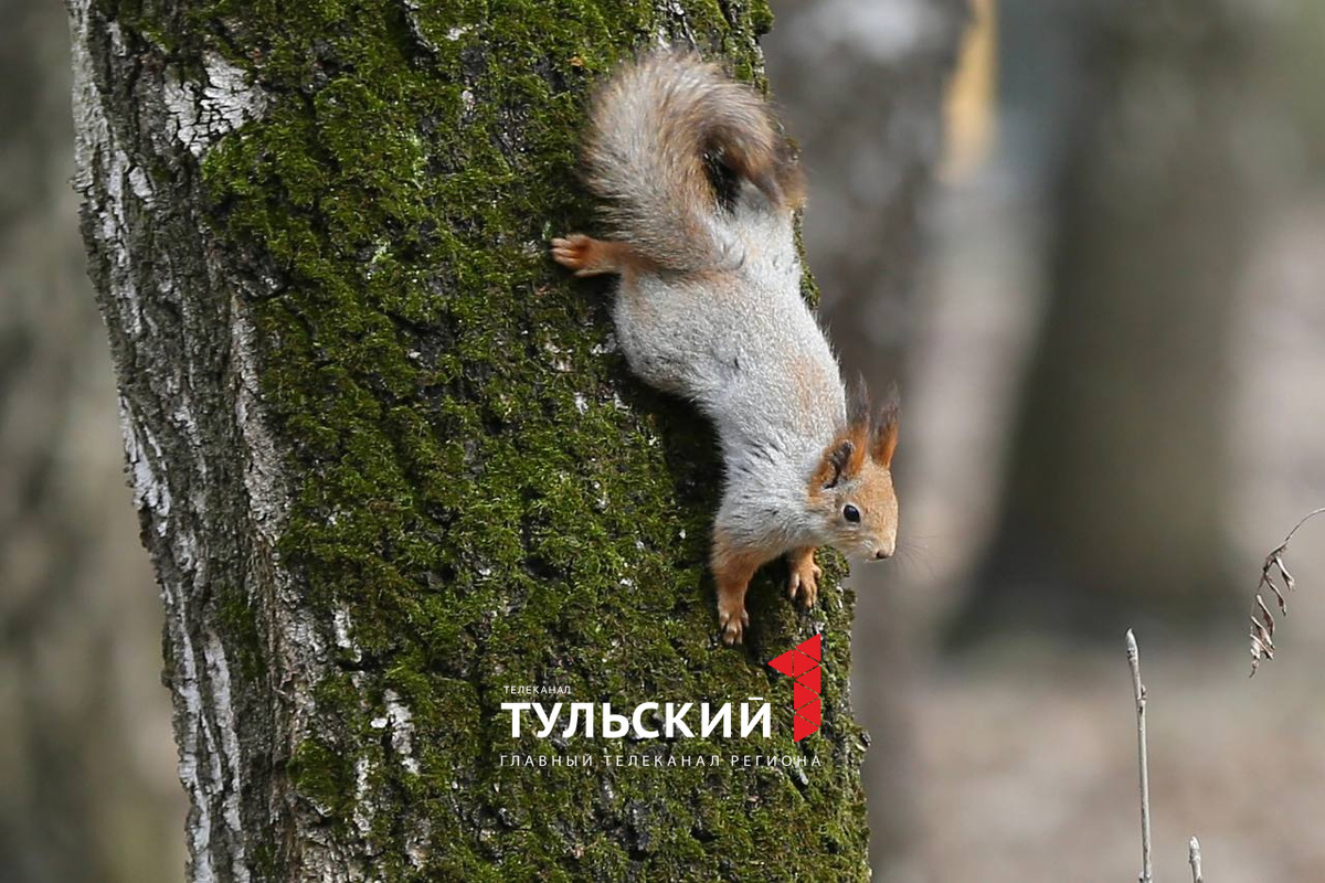 Автор: Первый Тульский