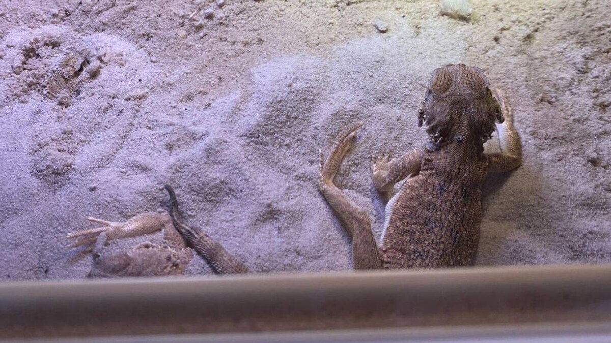    Фото: t.me/rpn_szfo