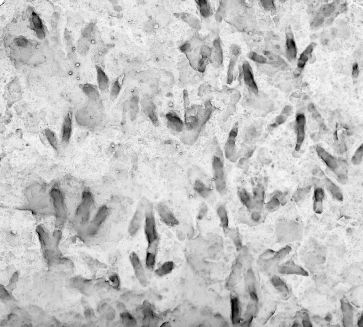 Следы из Квинсленда