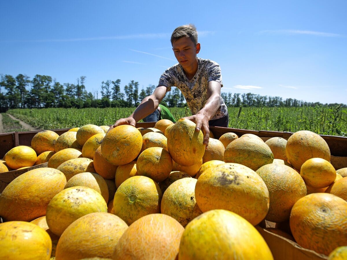    Когда сажать дыню© РИА Новости / Виталий Тимкив