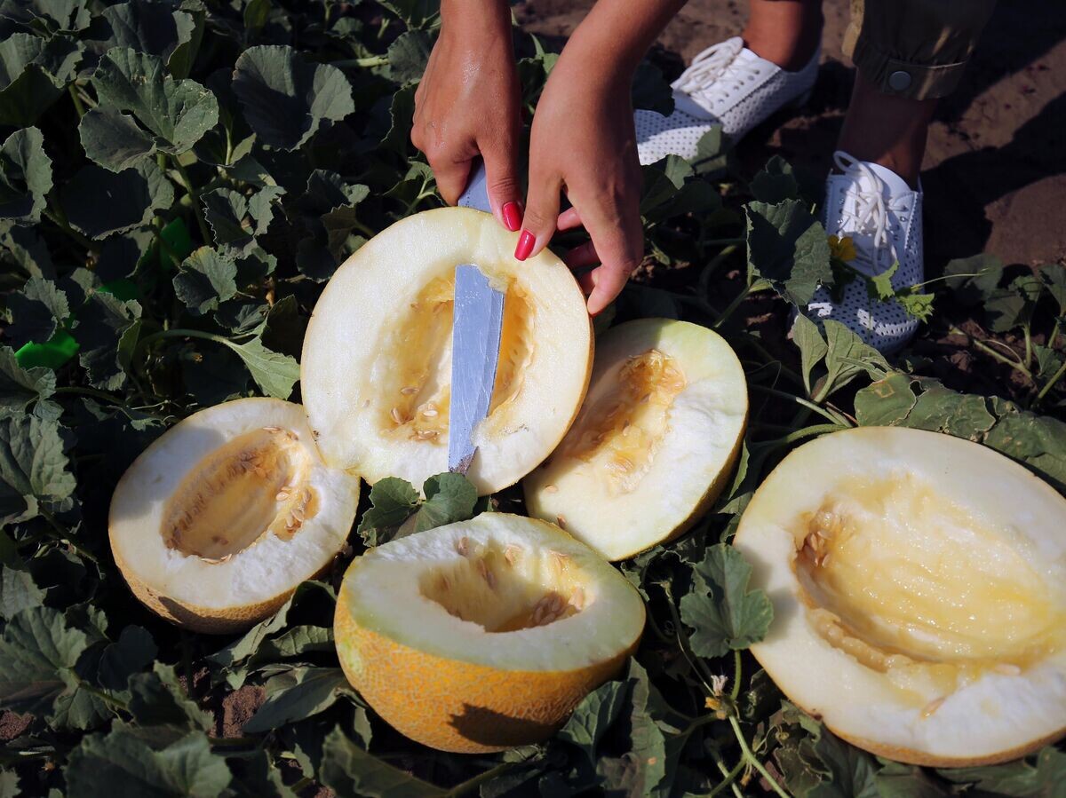    Дыни© РИА Новости / Кирилл Брага