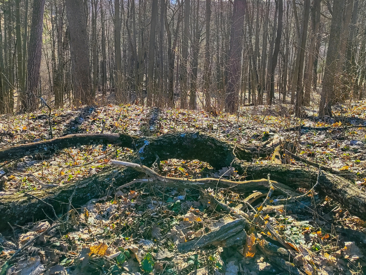 Лес на холме