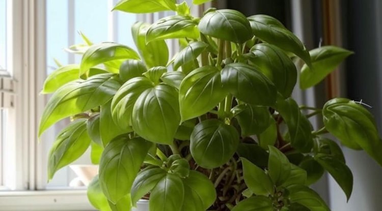     Травы кухонного подоконника с перечнем по сортам
