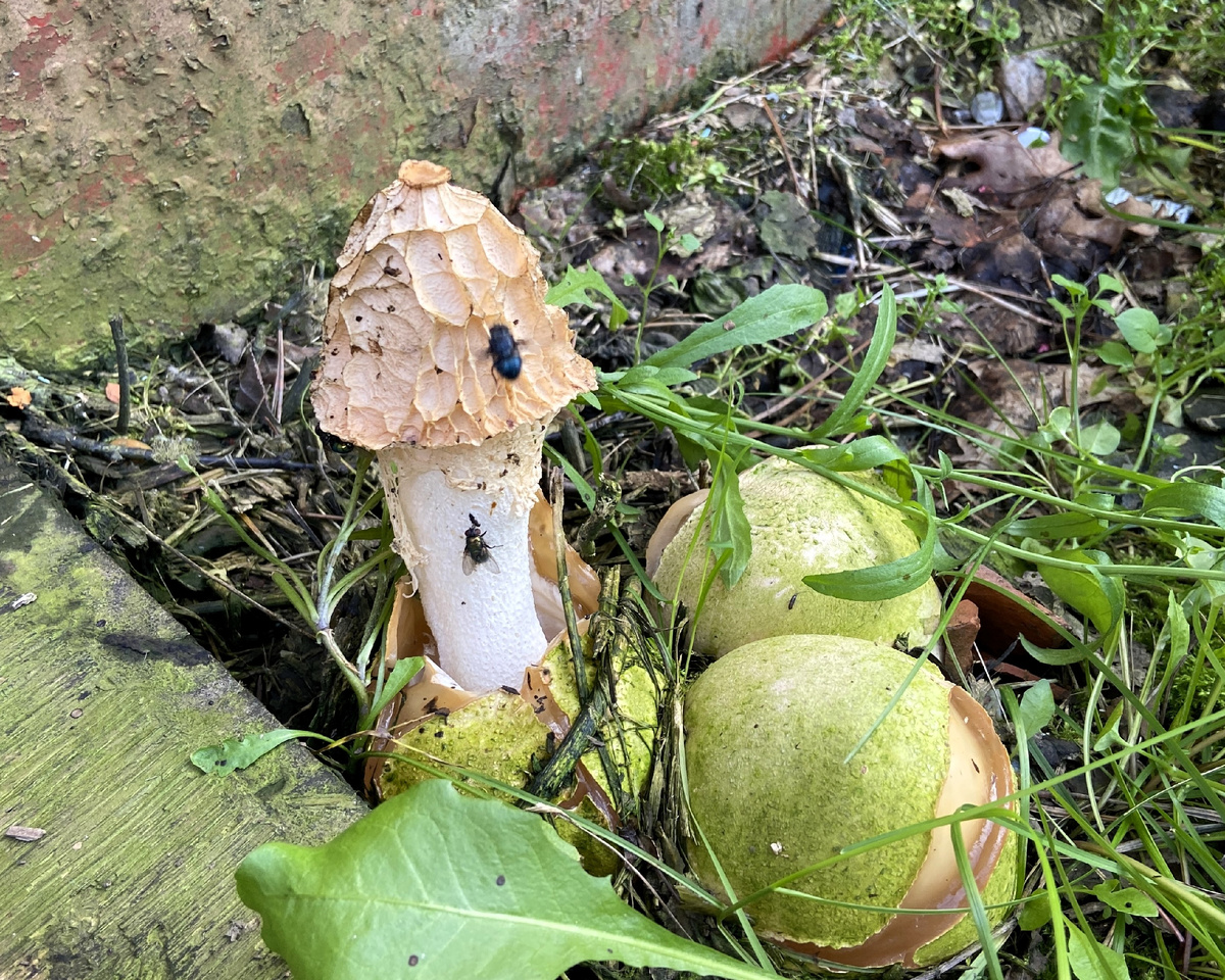 Когда мухи слетелись не на мёд