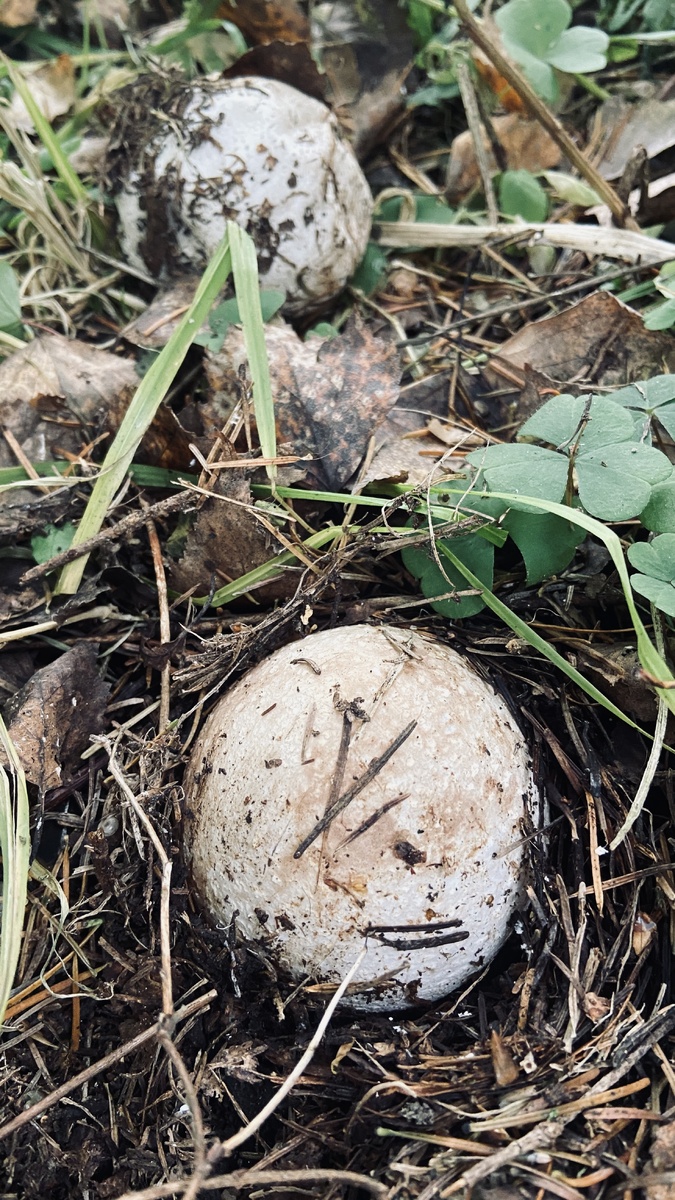 Правда, похожи на шампиньоны?