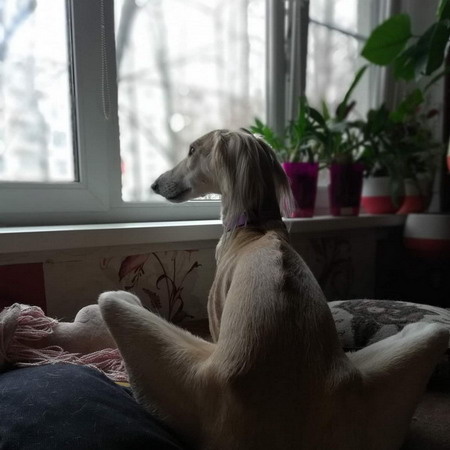 Тазы Борзомир Алмаз