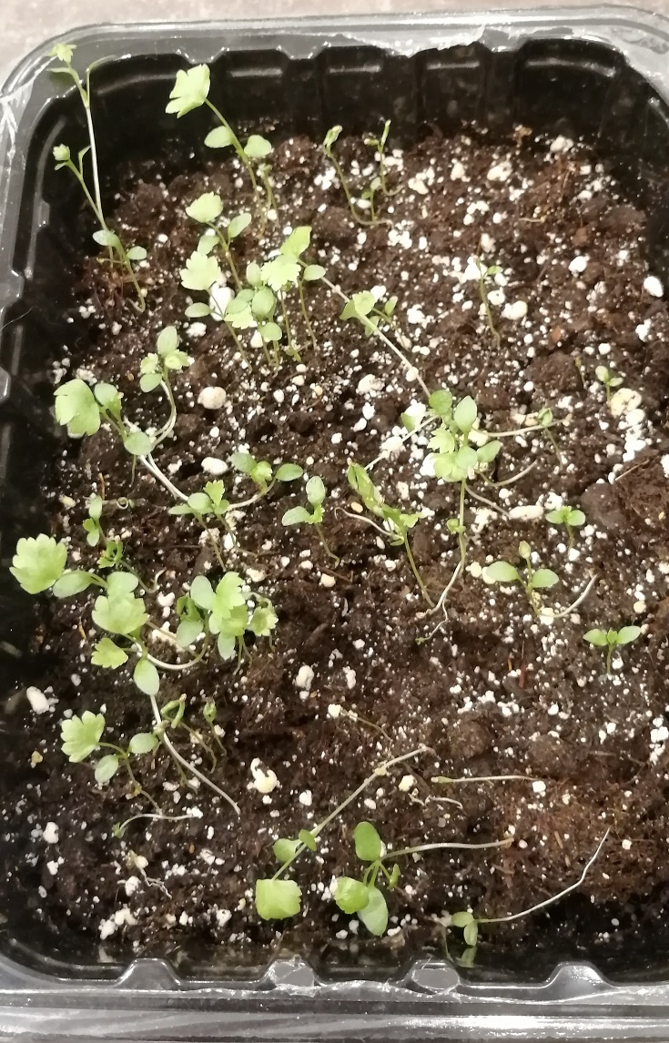 Сельдерей корневой яблочный