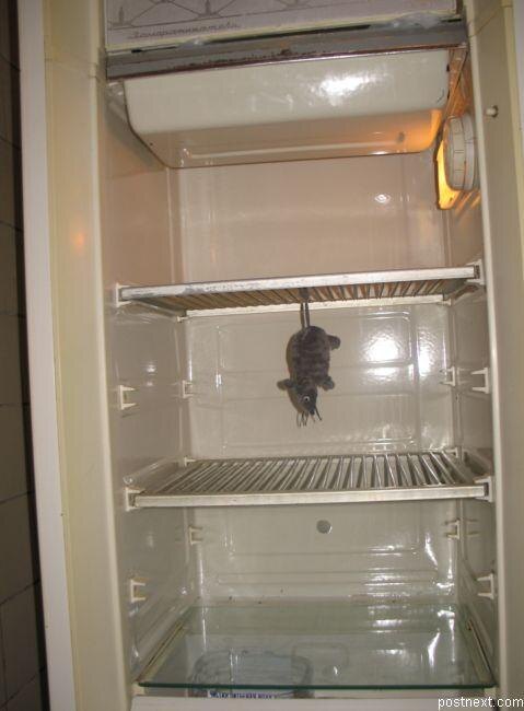 фото из интернета