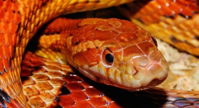    Фото: pxhere.com Екатерина Шахнина