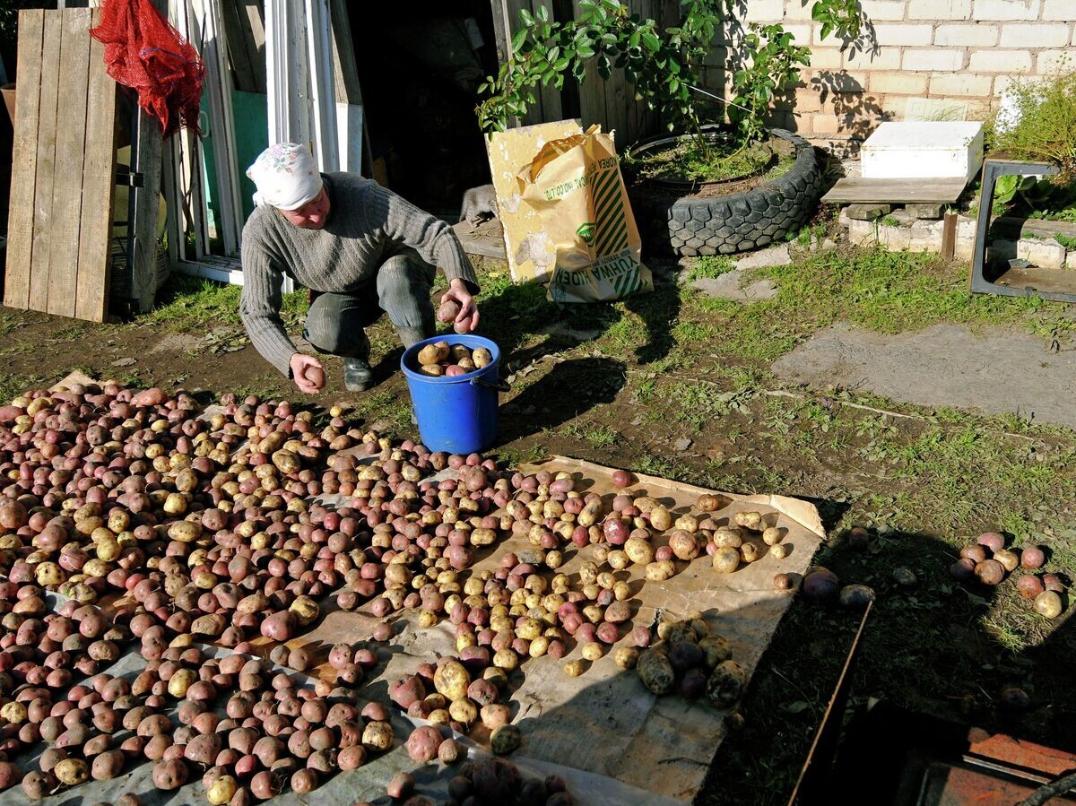    Сортировка картофеля© РИА Новости / Михаил Мордасов