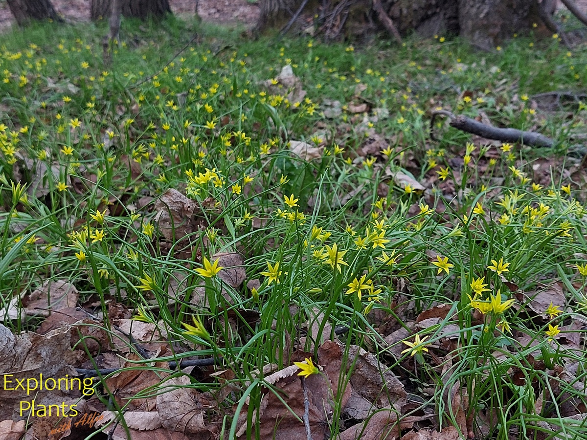 Массовое цветение гусиного лука в апреле в ООПТ "Урочище Русско-немецкая Швейцария", Казань, 22.04.2024