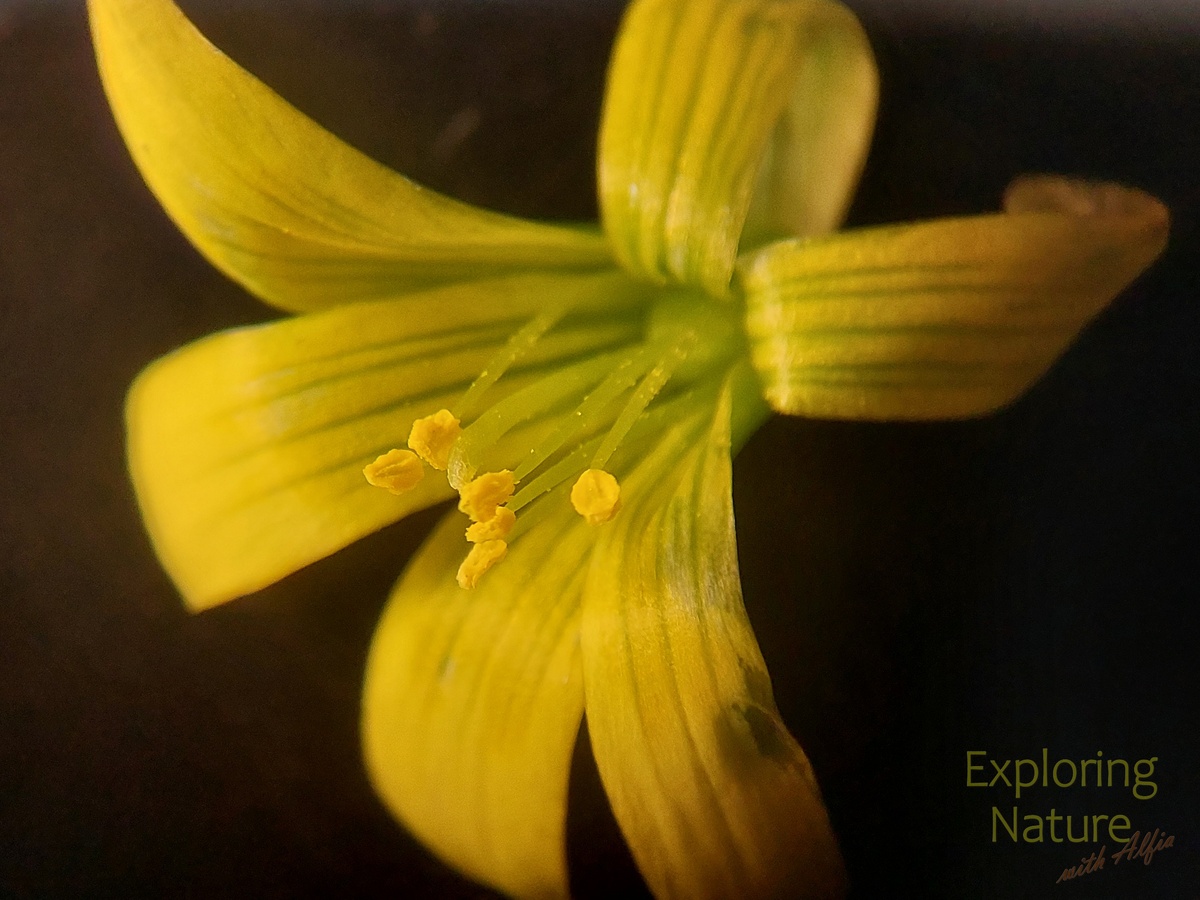 Желтые нежные цветы гусиного лука под бинокуляром. Полосы на лепестках служат своеобразными посадочными линиями для опыляющих насекомых, в глубине цветка между основаниями тычиночных нитей и листочков околоцветника их ждет нектар.