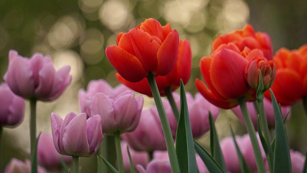    Фото: Анатолий Цымбалюк / Вечерняя Москва