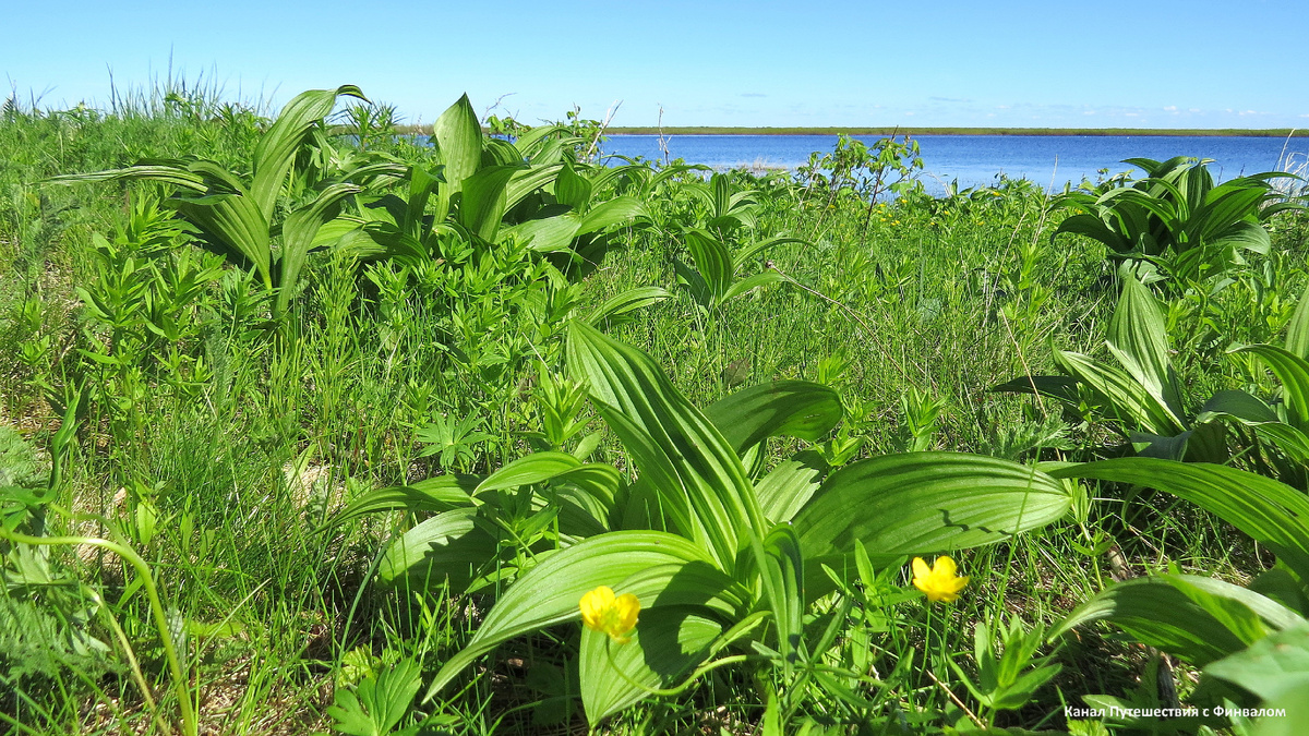 Сырой луг рядом с берегом. 01.07.2017.