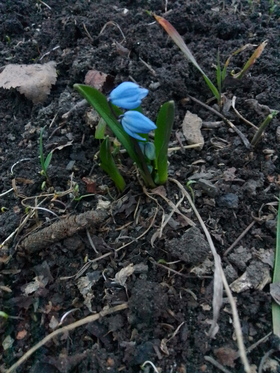 Пролески...в марте. Однако....