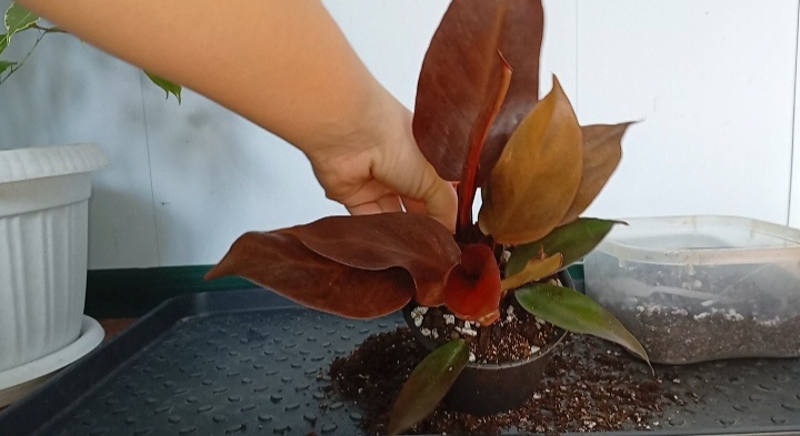 В хорошем  состоянии. Листья бодрые, лишь на нескольких есть сухие кончики.