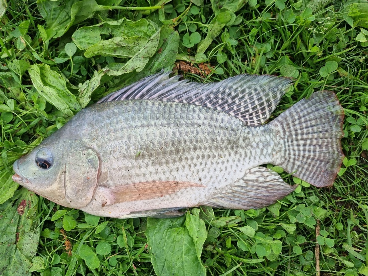 Воистину, "ядерная рыба"