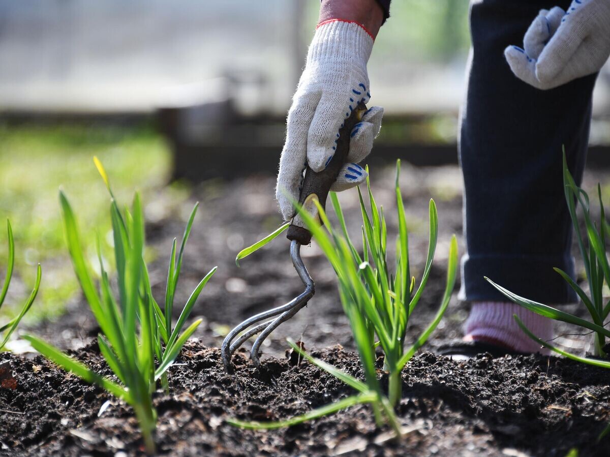    Женщина пропалывает грядку на дачном участке © РИА Новости / Кирилл Каллиников