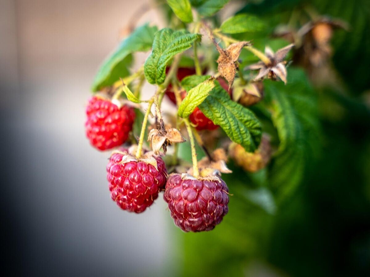    Урожай малины © Pixabay / EM80