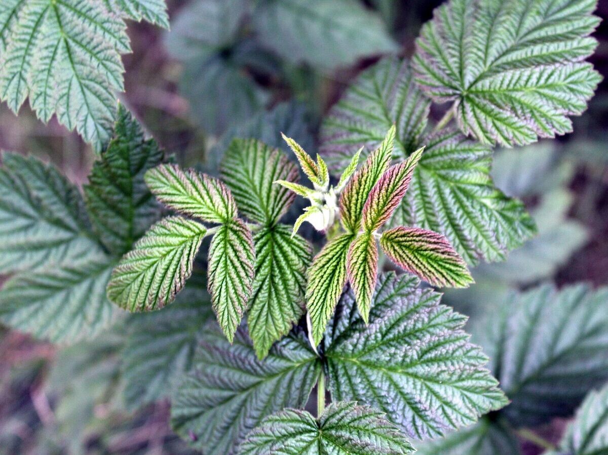    Лист малины © Pixabay / _Alicja_