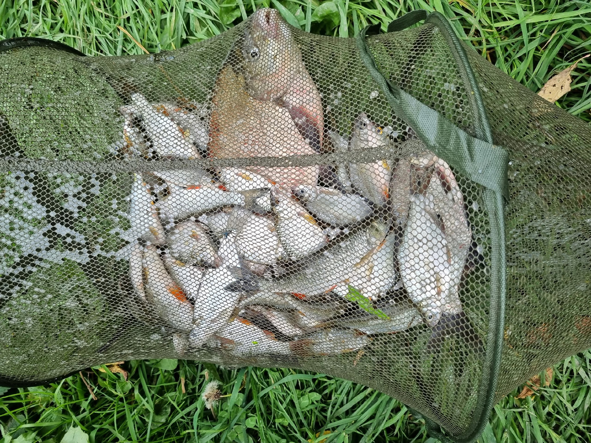 Река Упа в сентябре. Точка ловли - поросшая ракушечником верхняя бровка