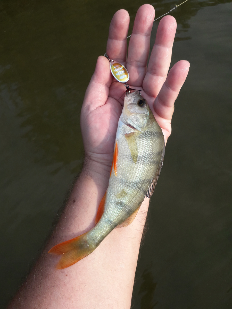 Окунь обыкновенный речной. Фото автора.