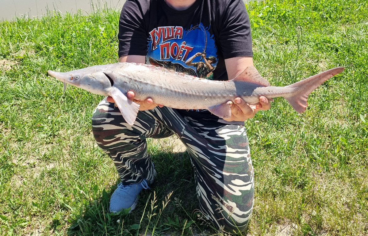 Доводилось ловить и полуторакилограммового бестера