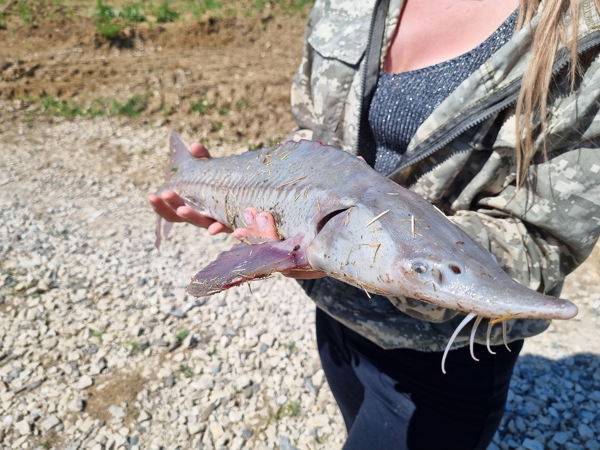 Очень жаль, что эти современники динозавров находятся на грани вымирания