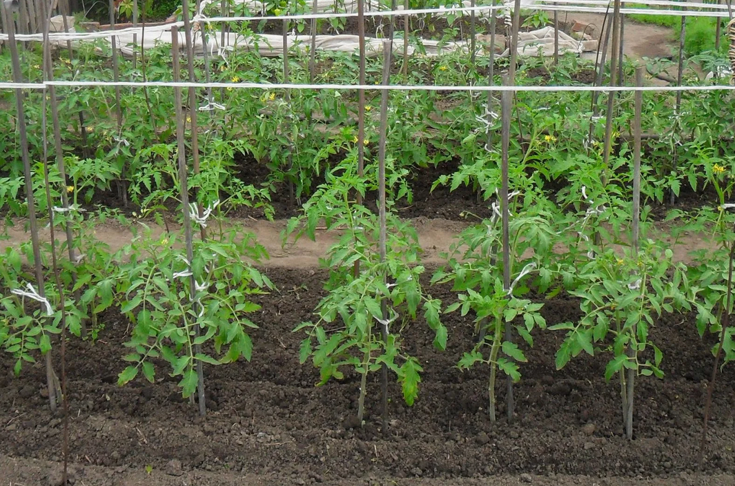 Грядки томатов
