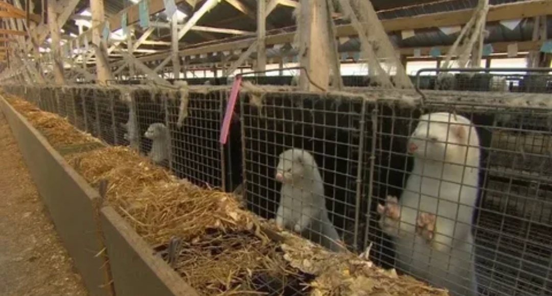 Вот в таких тесных клетках живут пушные животные