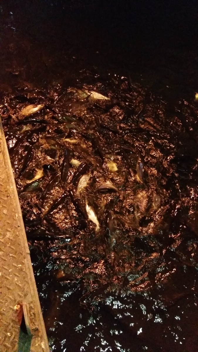 Вот это все сомы в реке