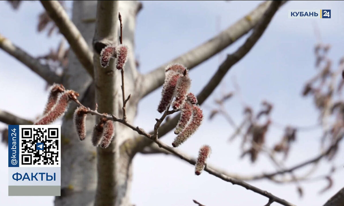    Видео канала «Кубань 24»