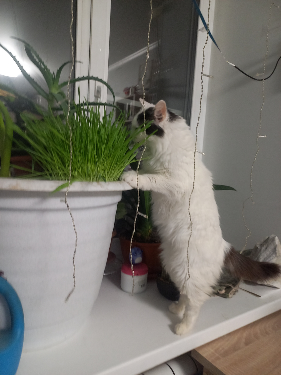 Пуся предпочитает овес