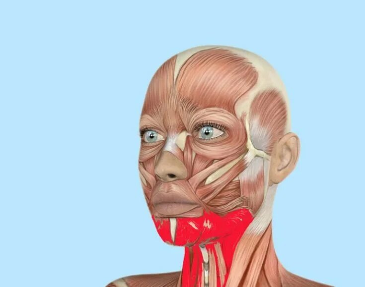 Подбородочная мышца