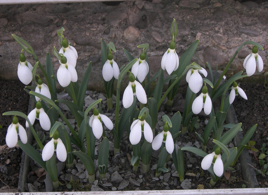 Galanthus plicatus x elwesii.